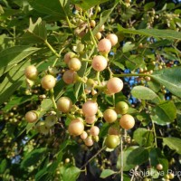 Cordia dichotoma G.Forst.